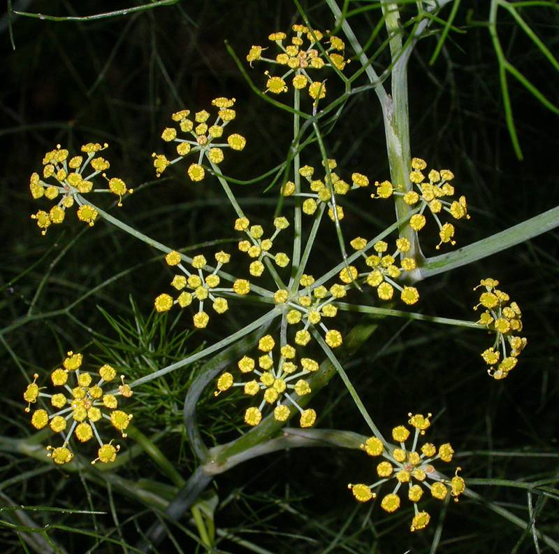 Common fennel flowers growing in umbrella like patterns. The flowers are yellow and button like.