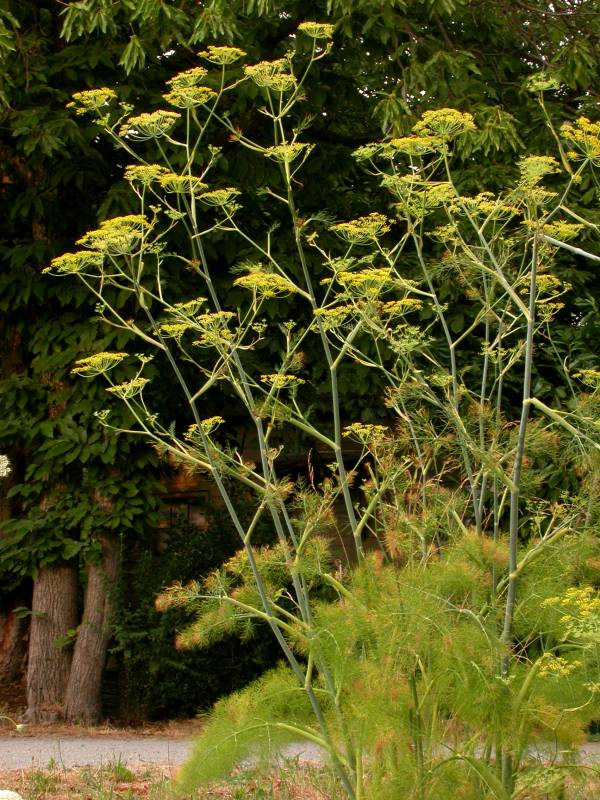 A tall and spindly plant with yellow umbrella shaped flowers