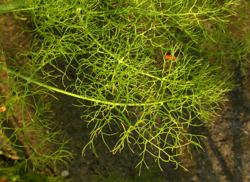 A light green stem with many small spindly leaves branching off it.