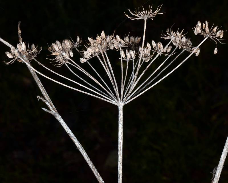 Dried common fennel seeds still on the stem against a dark background. The stem and seeds are a greyish light brown.