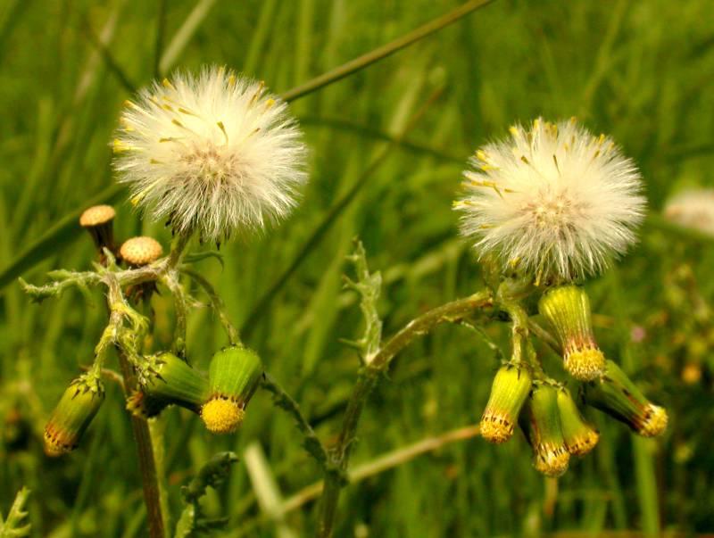 Seed heads of common groundsel. Photo by Ben Leger, 2004