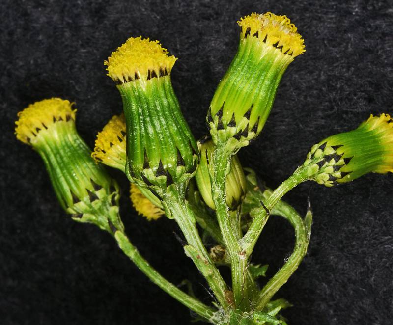 Close up of common groundsel flowers. Photo by Robert L. Carr, 2019