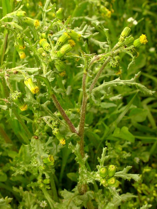 Common groundsel flowers and leaves. Photo by Ben Leger, 2004