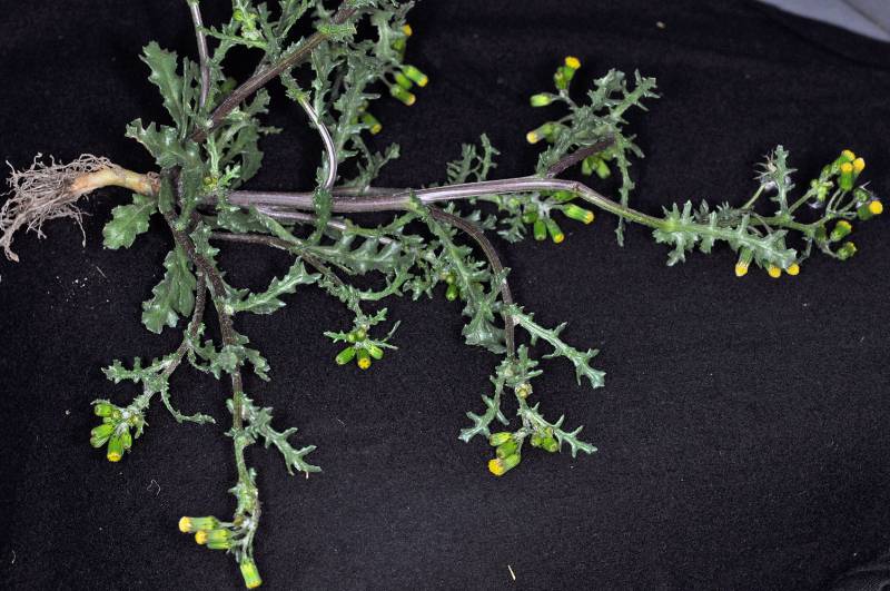 Full groundsel plant including leaves, roots, and flowers. Photo by Robert L. Carr, 2010 .