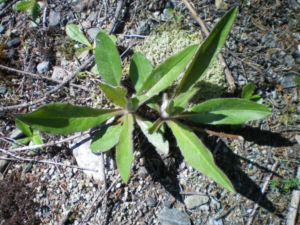 Common hawkweed rosette.