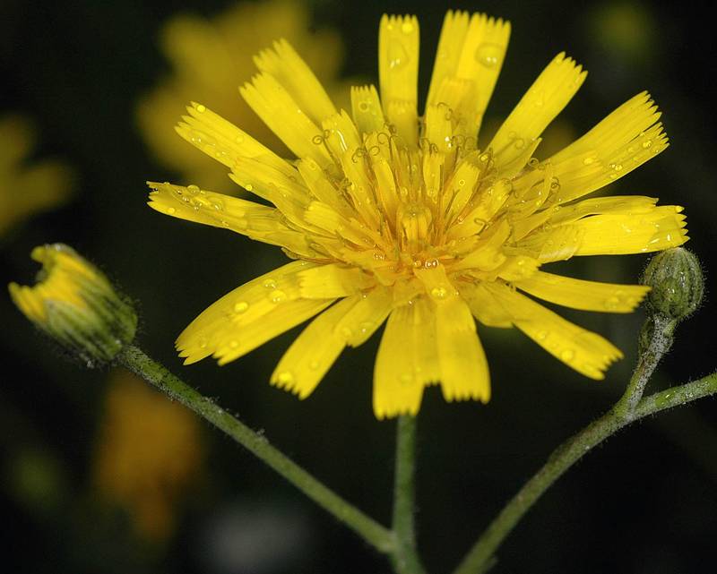 Common hawkweed flower. Photo by G.D. Carr.
