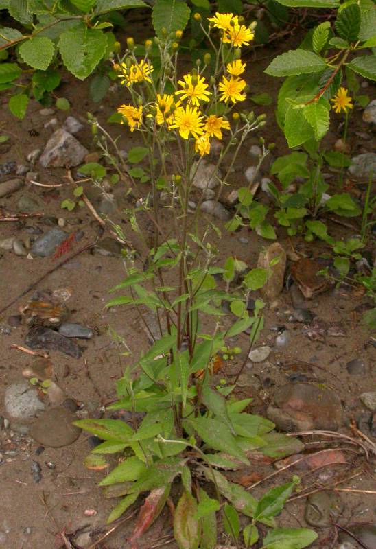 Common hawkweed plant. Photo by Ben Legler.