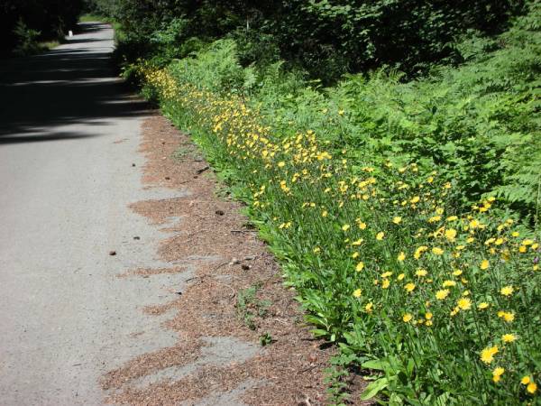 Common hawkweed infestation on the side of a road.