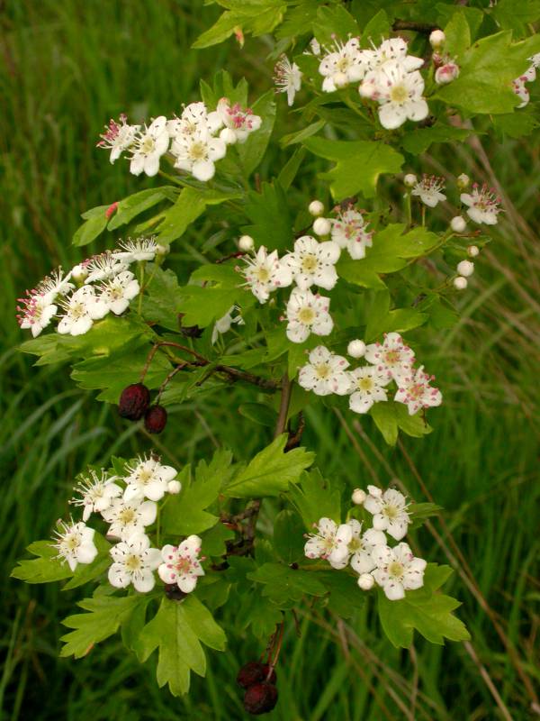 Branch of common hawthorn showing flowers and leaves.