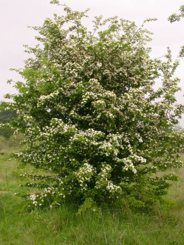 Common hawthorn as a tree.