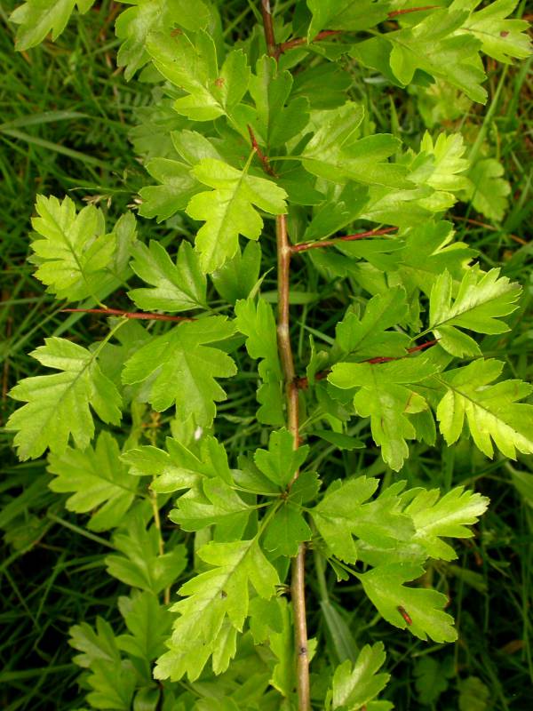 Lobed leaves on a branch of common hawthorn.