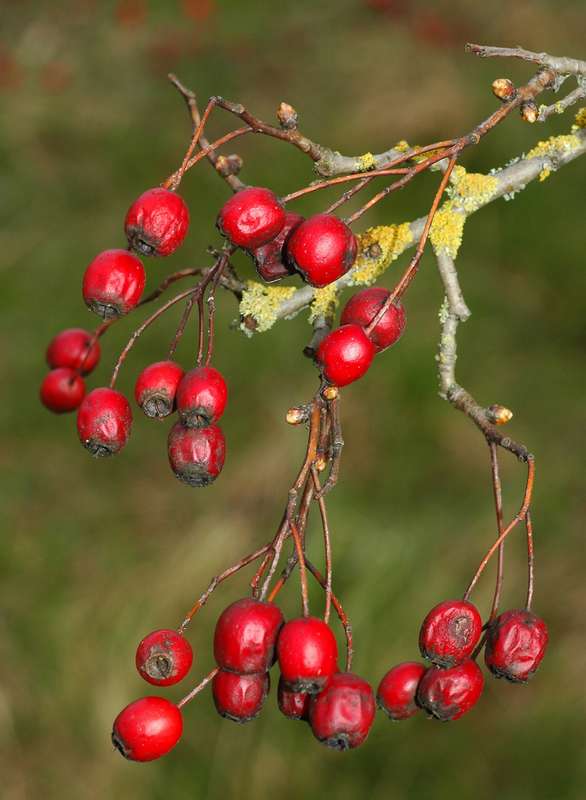 Bright red berries of common hawthorn.