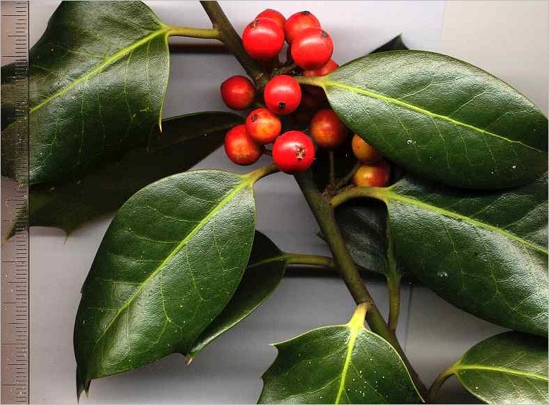 Mature common holly with berries, smoother leaves, and less spines.