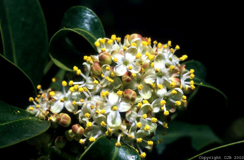 white flowers with yellow round points intermixed
