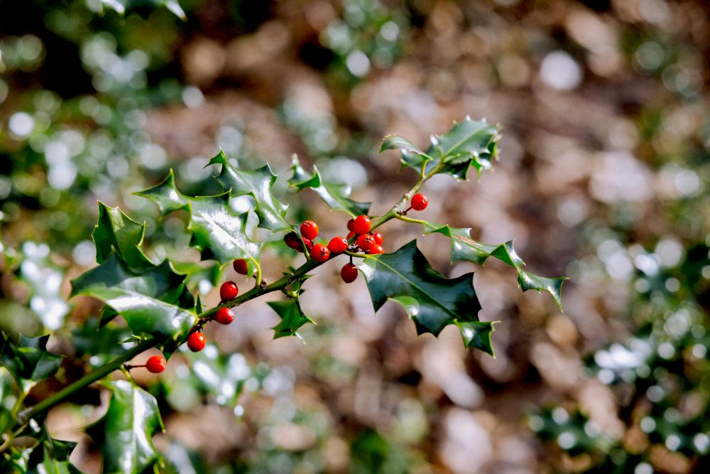 a curved branch with glossy spikey green leaves growing alternatively along the stem with red berries