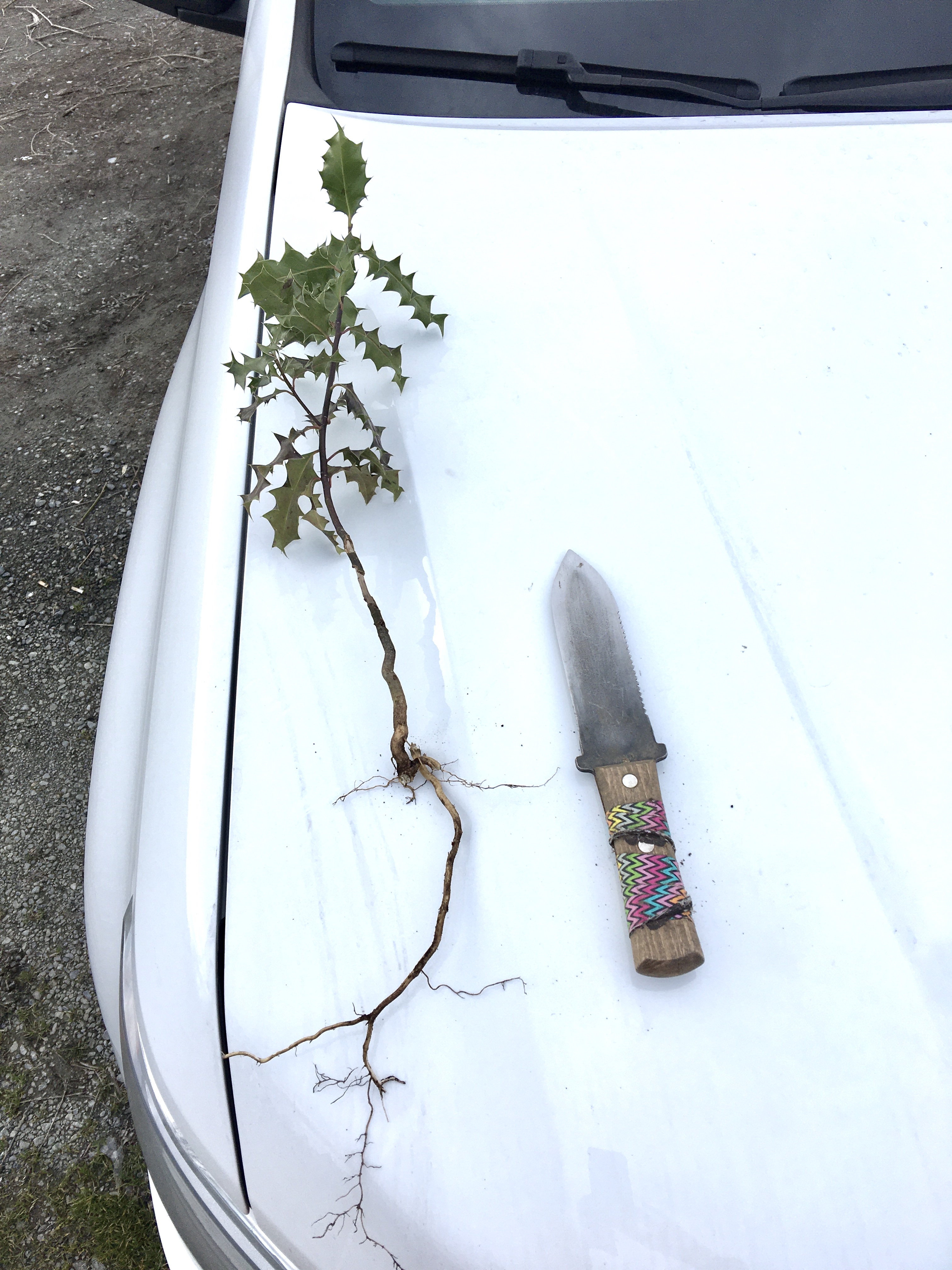 On the hood of car, a small holly plant is lain out with the root system longer than the above ground growth.