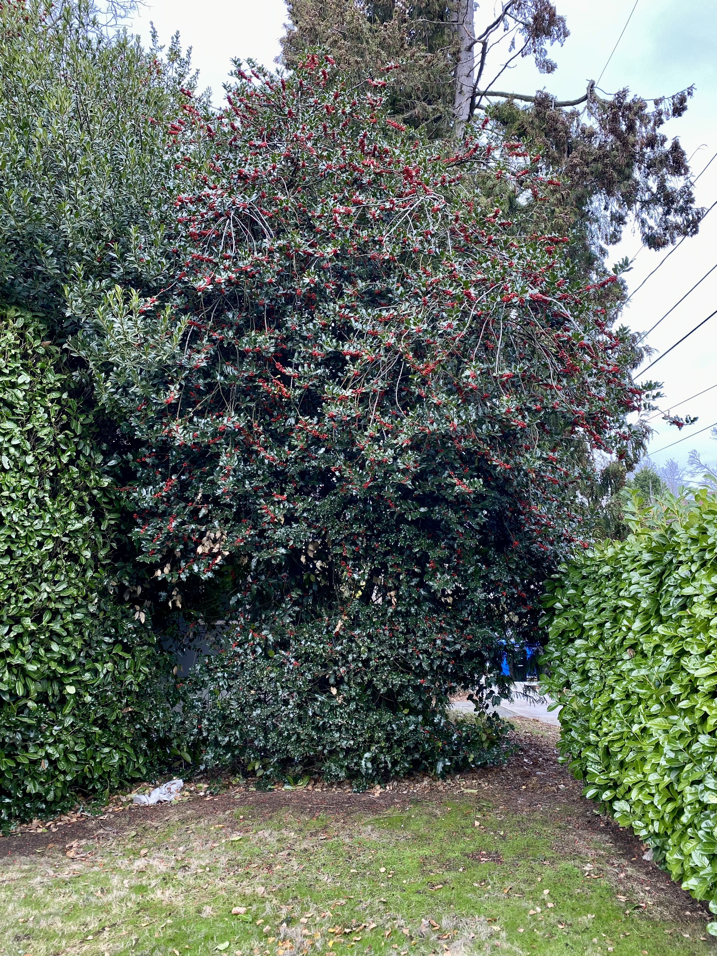 Mature common holly used as a privacy screen.