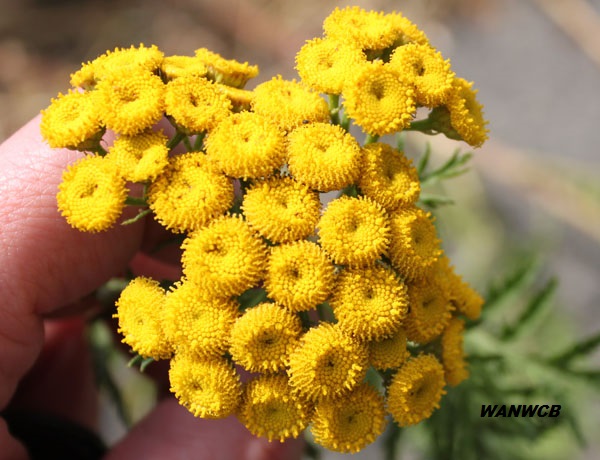 Close up common tansy button flowers, no ray petals.