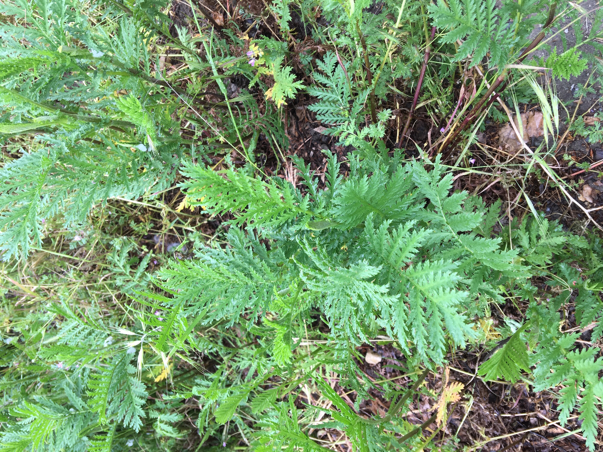 Common tansy leaves are fernlike.