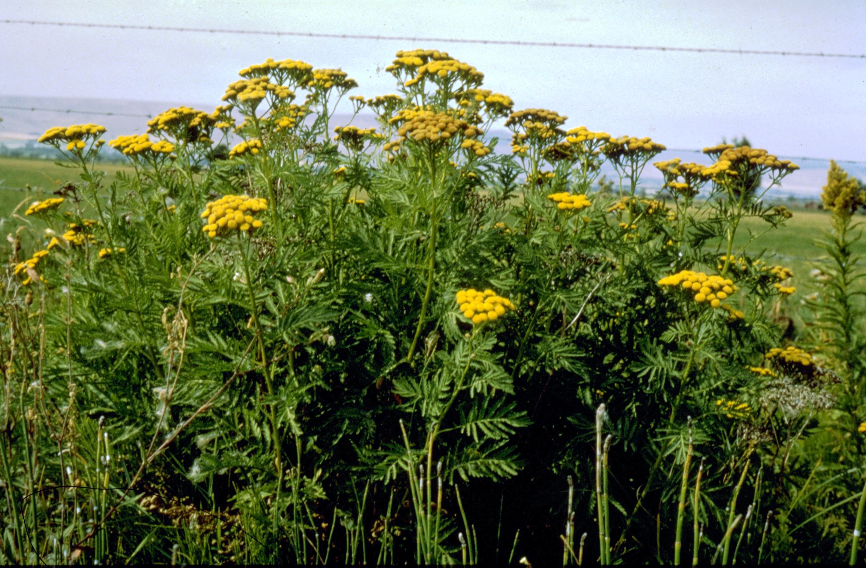 Common tansy flowers.