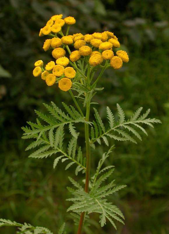 Common tansy flowers and stalk. Ben Legler, 2004