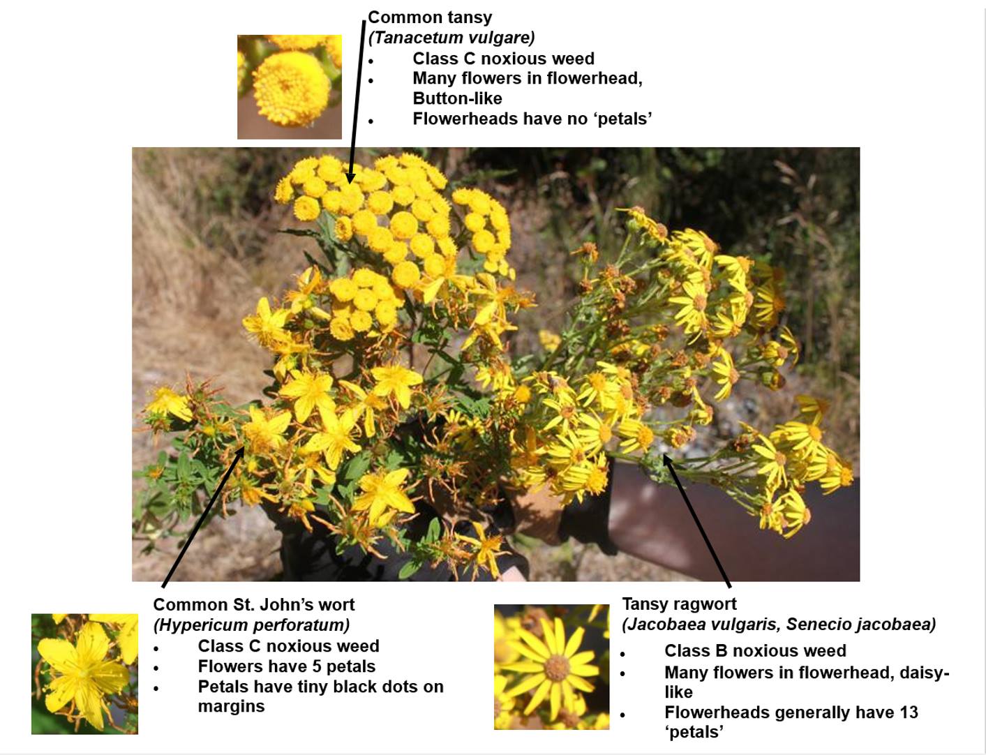 Comparison of common tansy, tansy ragwort, and St. Johnswort. Washington State Noxious Weed Control Board