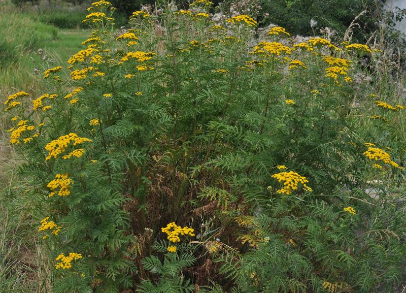 Common tansy patch.