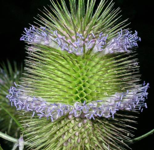 Common teasel seedhead flower band.