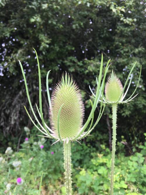 Common teasel lower flower part surrounding flowerhead.
