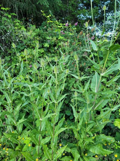Common teasel infestation.