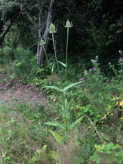 Common teasel plant.