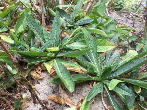 Common teasel rosette.