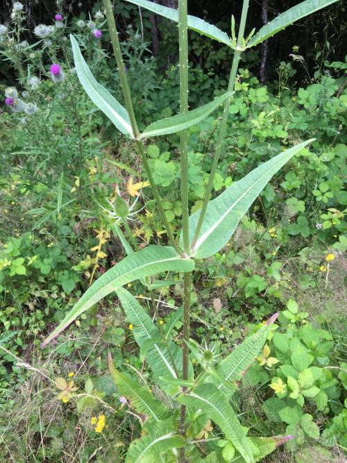 Common teasel stem and leaves.