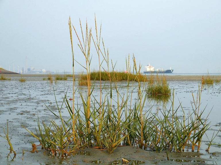 A low tide beach, with patches of Spartina growing out of the sand.