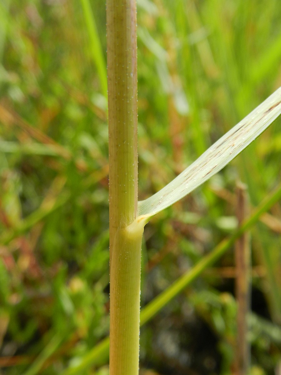A pale green stem of Spartina with a singular leaf growing out of the stem at a roughly 45 degree angle.