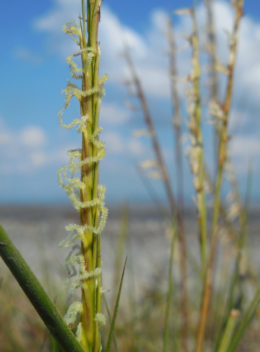The pale green stalk of a Spartina plant, with the long, white, fluffy flower in the foreground, and a beach with more Spartina in the background.