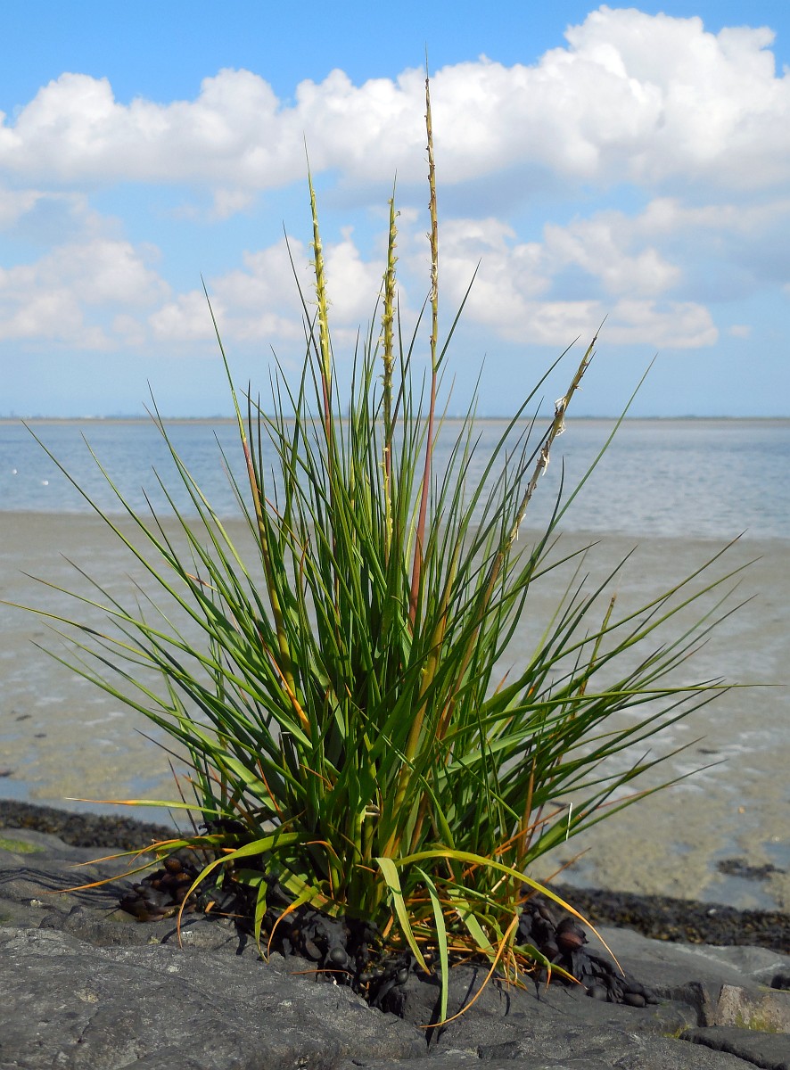 A singlar cluster of Spartina growing out of dark sandy soil in front of a sandy, low tide marsh.