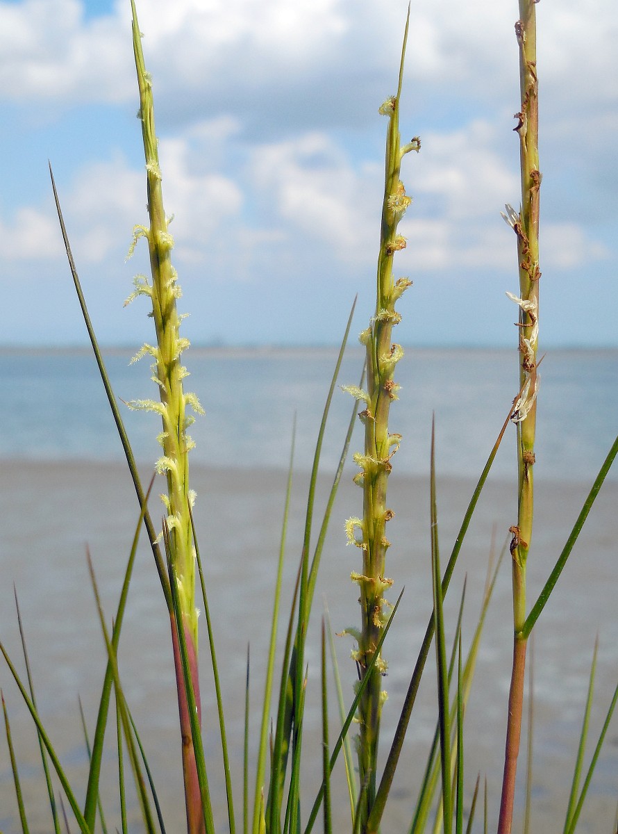 Rolled leaves of Spartina with small, white fluffy flowers emerging.