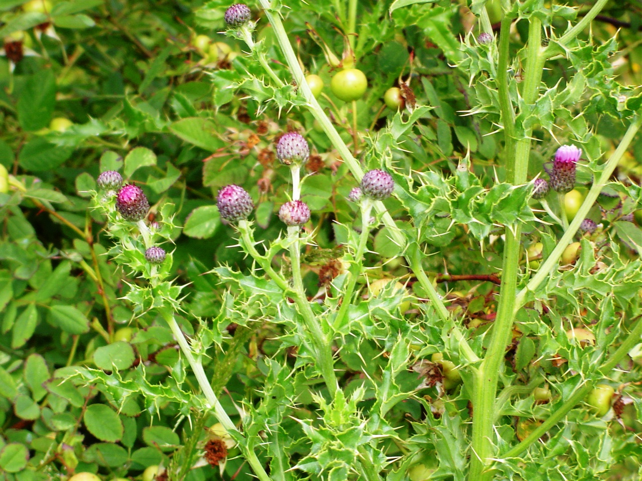 Creeping thistle buds.