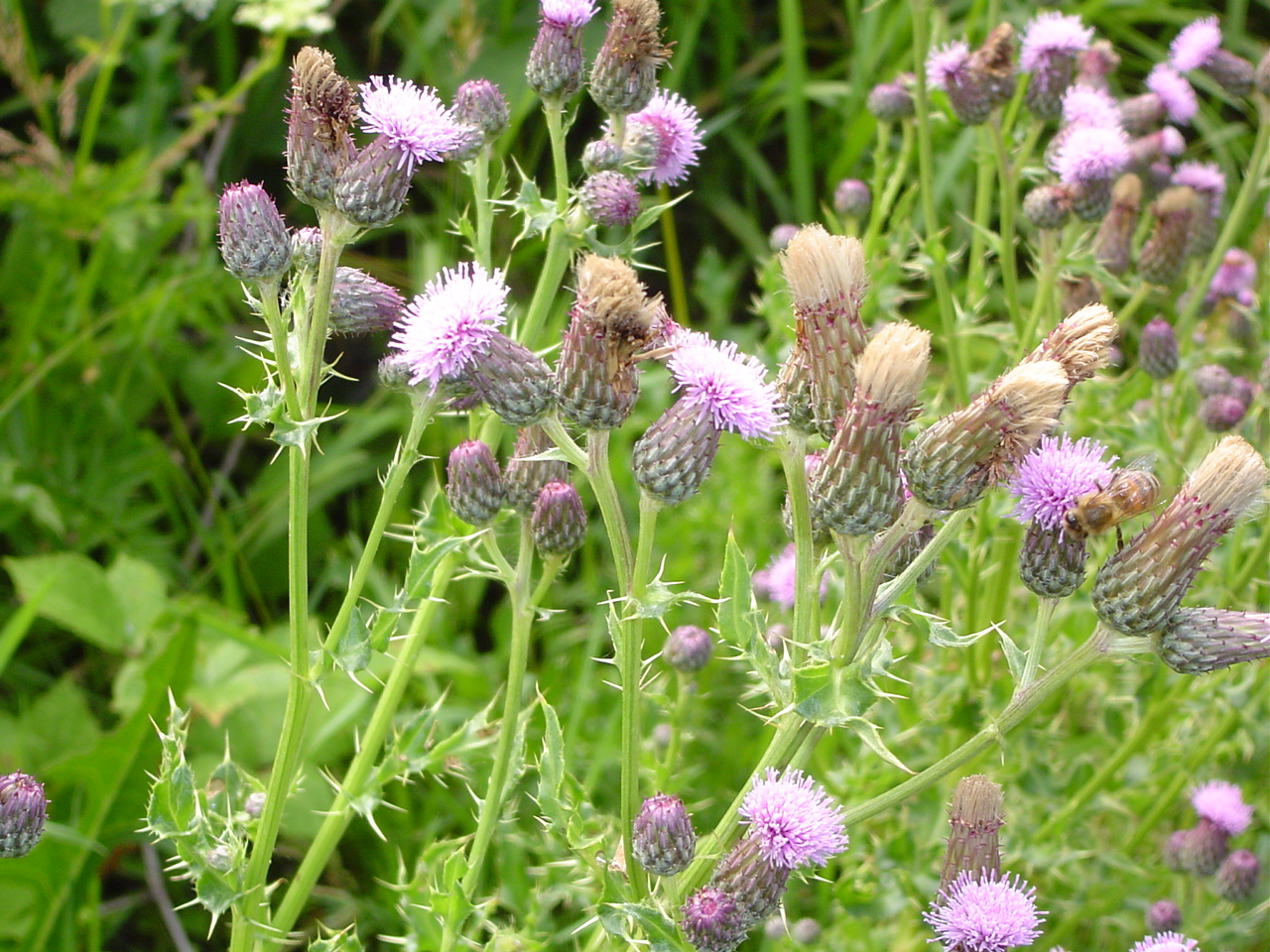 Creeping thistle flowers.
