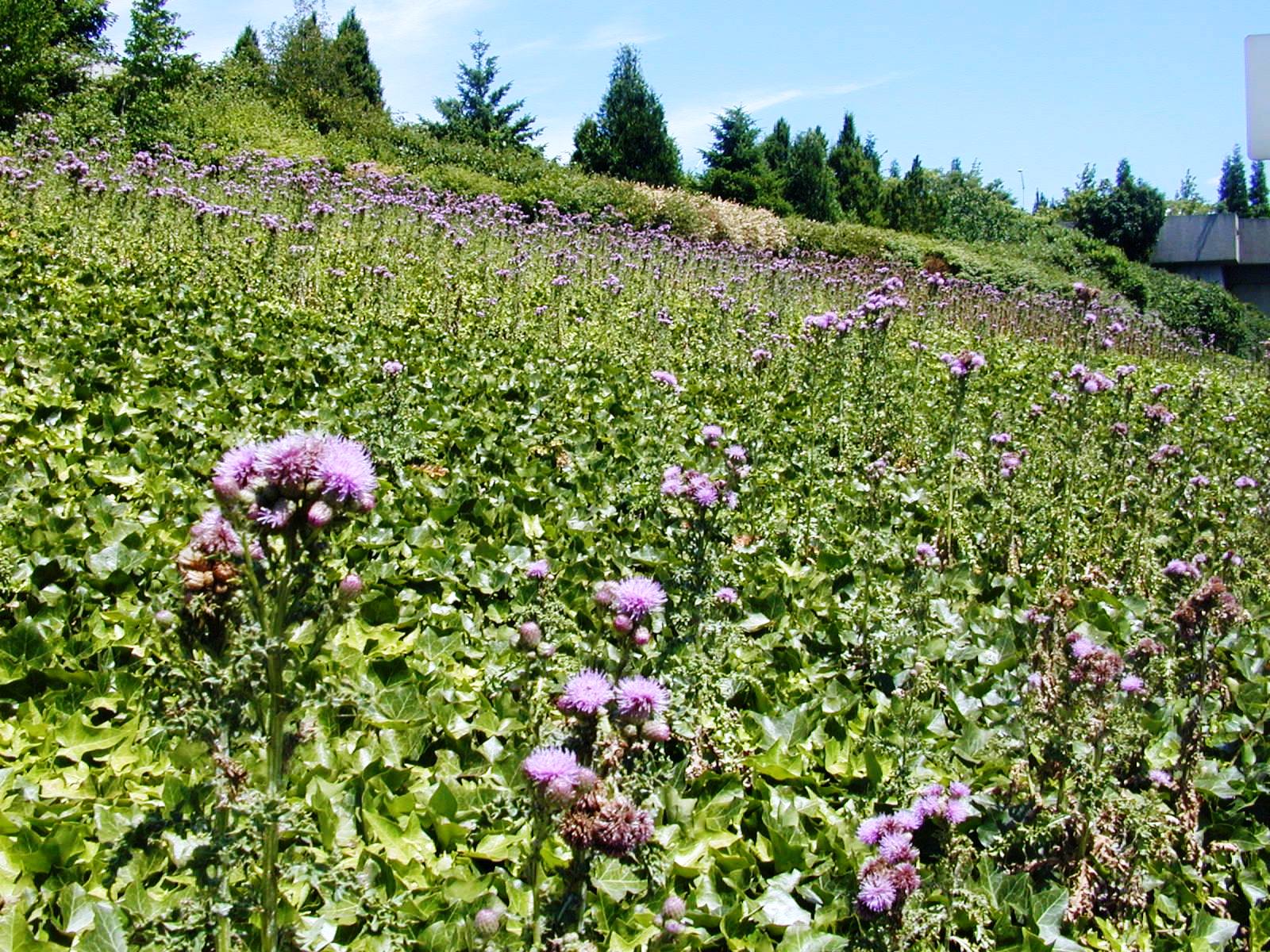 Creeping thistle patch.
