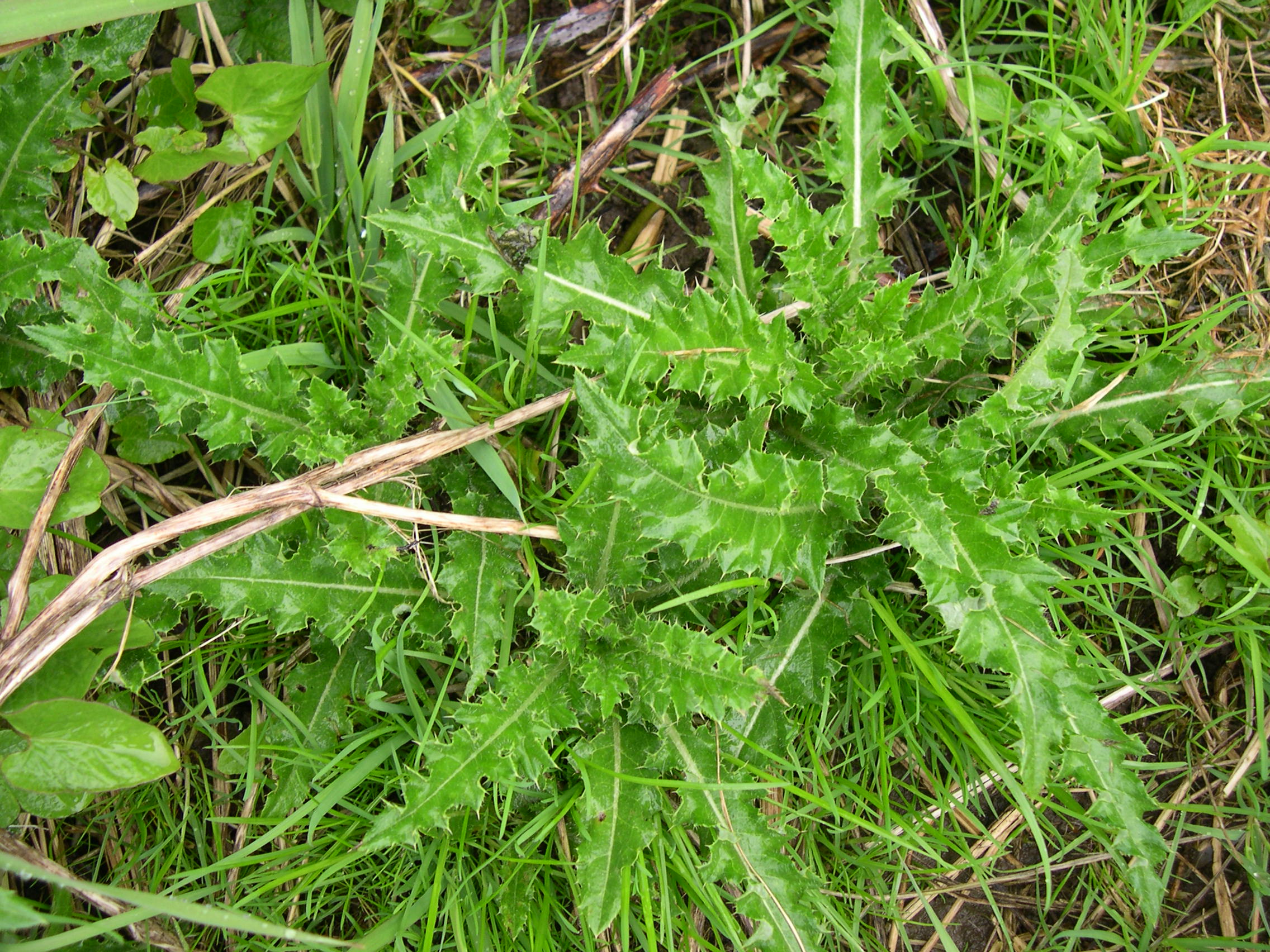 Creeping thistle rosette.