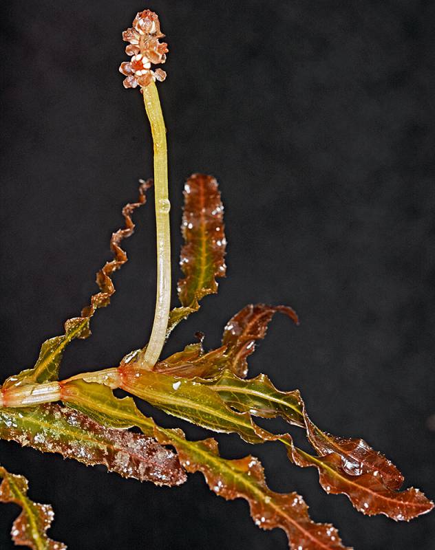A dense mat of curly-leaf pondweed. Photo by Robert L. Carr, 2016.