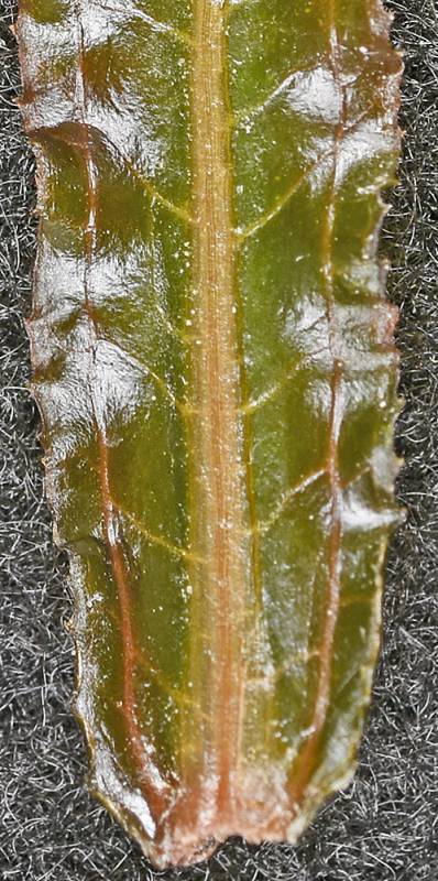Close up of leaf of curly-leaf pondweed. Photo by Robert L. Carr, 2016.
