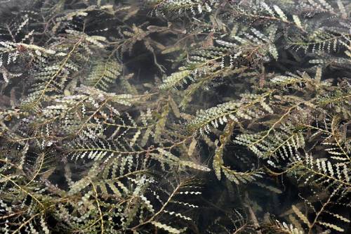 A dense mat of curly-leaf pondweed. Photo by Robert L. Carr, 2016.