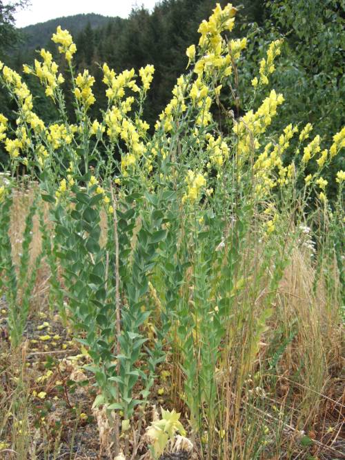 Cluster of flowering Dalmatian toadflax.