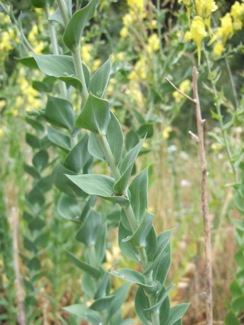 Dalmatian toadflax stalk.