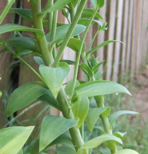 Close-up of Dalmatian toadflax’s heart-shaped leaves, clasping the stem.