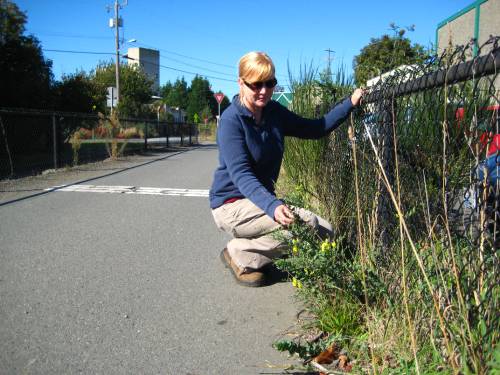Weed specialist surveying Dalmatian toadflax along a bike trail.