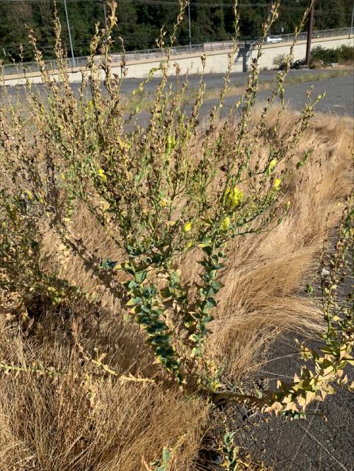 Fall Dalmatian toadflax, dried stalks and seed pods on top, flowers and green growth below.